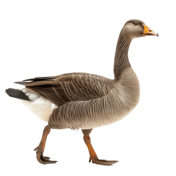 a goose is walking on a transparent background png
