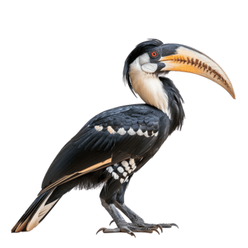 Hornbill side view full body isolate on transparent background png