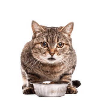 Cat holding food bowl with his mouth, full body isolate on transparent background png