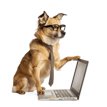 dog wearing glasses and tie using laptop, full body standing isolate on transparent background png