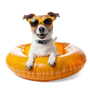 Smiling dog wearing sunglasses with inflatable float pool isolate on transparent background png