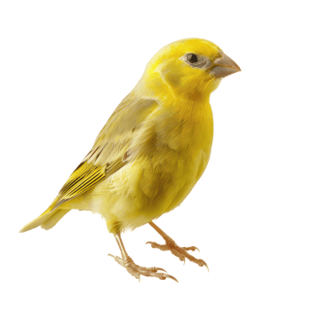 Canary front view full body isolate on transparent background png