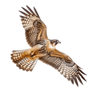 Falcon bird fly full body isolate on transparent background png