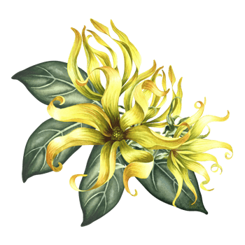 Ylang-ylang or kanaga flowers. A bouquet of exotic fragrant yellow flowers with leaves. A hand-drawn watercolor illustration. A design element on an isolated background. png