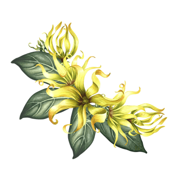 Ylang-ylang or kanaga flowers. A bouquet of exotic fragrant yellow flowers with leaves. A hand-drawn watercolor illustration. A design element for packaging, labels, postcards, prints or posters. png