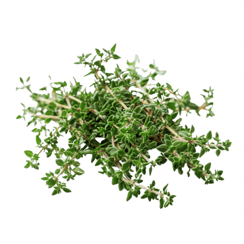 Fresh thyme herb with vibrant green leaves, perfect for culinary dishes and garnishes. png