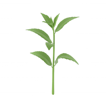 A vibrant green plant with fresh leaves, ideal for nature-themed designs. png
