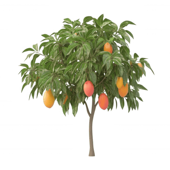 A vibrant mango tree showcasing ripe mangos ready for harvest, surrounded by lush leaves. png