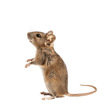 Mice pet side view full body isolate on transparent background png