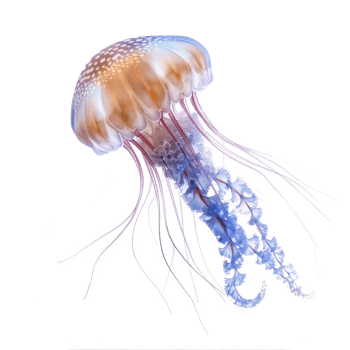 jellyfish transparent background png
