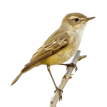 Bush warbler bird side view full body isolate on transparent background png