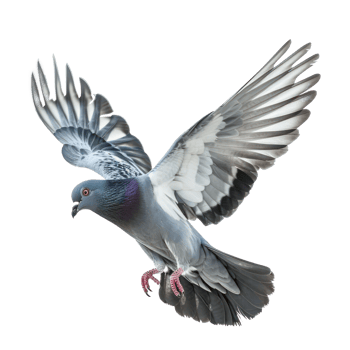 Pigeon fly full body isolate on transparent background, png