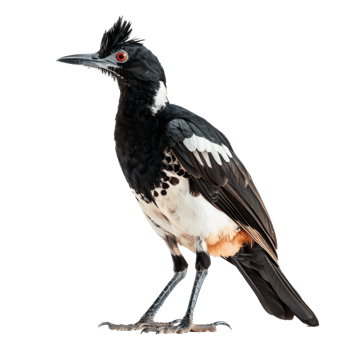 Rallidae bird front view full body isolate on transparent background png