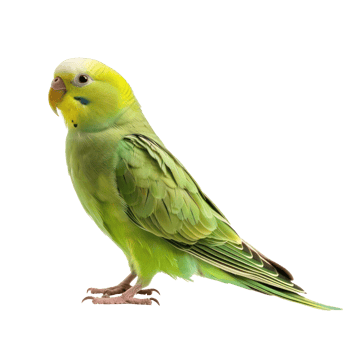 Parakeet side view full body isolate on transparent background png