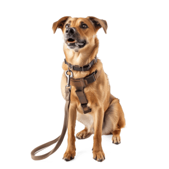 Dog holding leash, full body standing isolate on transparent background png