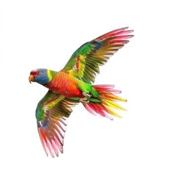 rainbow lorikeet bird flying in the air png