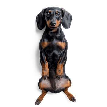 a dachshund dog sitting on its hind legs png