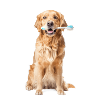 Dog holding toothbrush with his mouth, full body standing isolate on transparent background png
