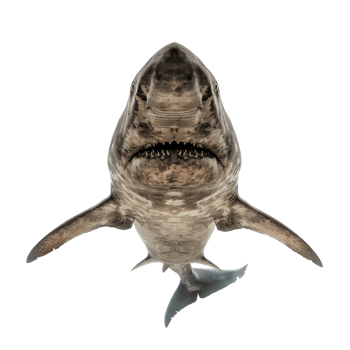 great white shark isolate on transparent background png