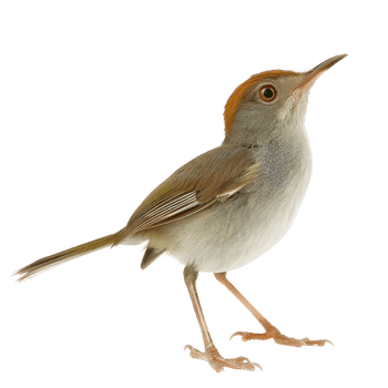 Tailorbird side view full body isolate on transparent background png