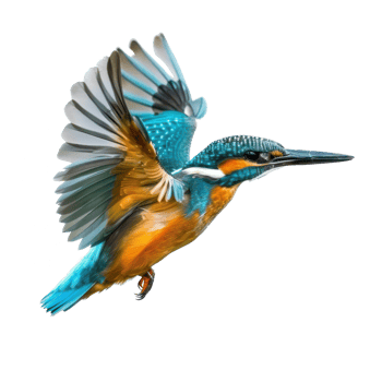 Kingfisher fly full body isolate on transparent background png