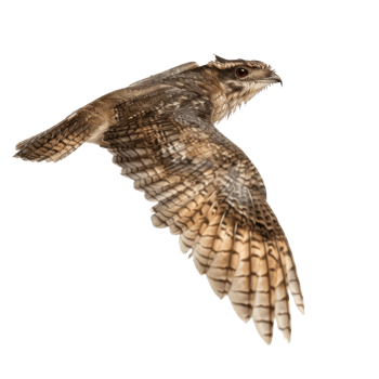 Nightjar bird fly full body isolate on transparent background png