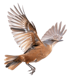 Rail bird fly full body isolate on transparent background png