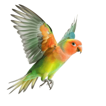 Lovebird parrot fly full body isolate on transparent background png