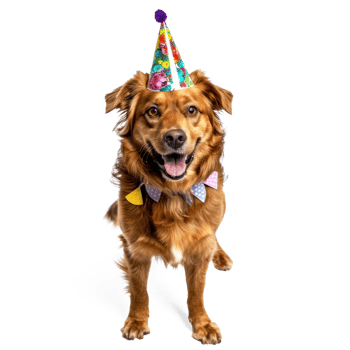 Dog wearing birthday cap, full body standing isolate on white background png