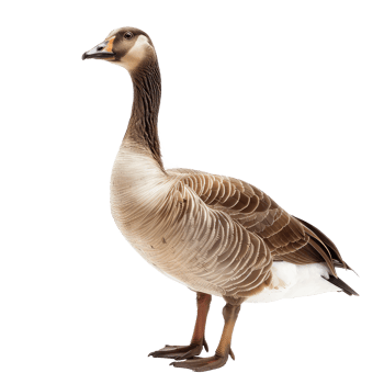 a goose standing on a transparent background png