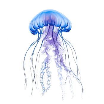 jellyfish isolate on transparent background png