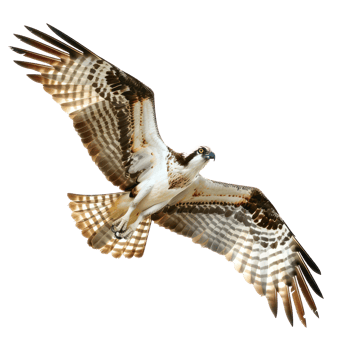 Ospreys bird fly full body isolate on transparent background png