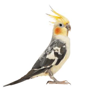 Cockatiel side view full body isolate on transparent background png
