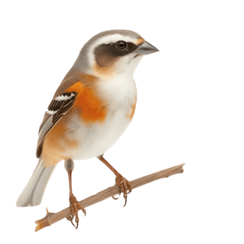 Passerine side view full body isolate on transparent background png