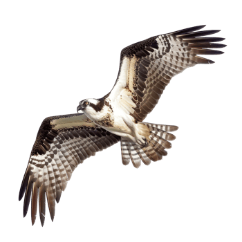 Ospreys bird fly full body isolate on transparent background png