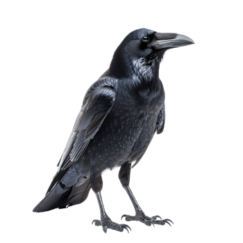 Crow front view full body isolate on transparent background png