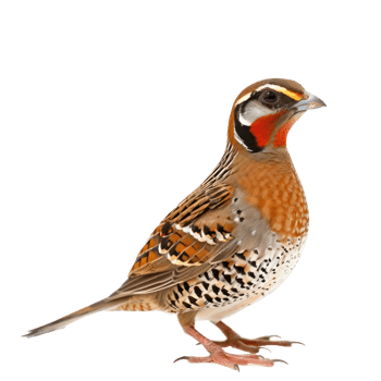 Partridge bird fly full body isolate on transparent background png