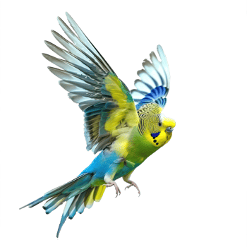 Budgerigar bird fly full body isolate on transparent background png