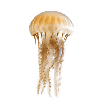 jellyfish transparent background png