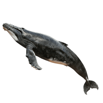 humpback whale isolate on transparent background png