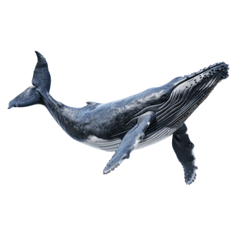 humpback whale on transparent background png