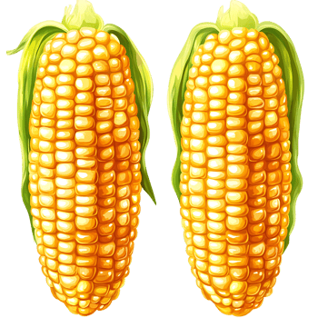 Fresh corn on cob with bright yellow kernels and green husks png
