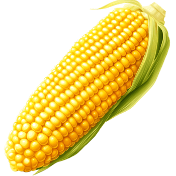 Fresh yellow corn on cob with green husk, perfect for summer meals png