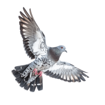 Dove fly full body isolate on transparent background png