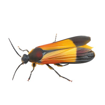 Firefly side view full body isolate on transparent background png