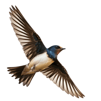 Swallow bird fly full body isolate on transparent background png