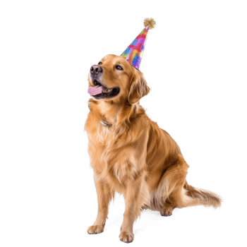 Dog wearing birthday cap, full body standing isolate on transparent background png