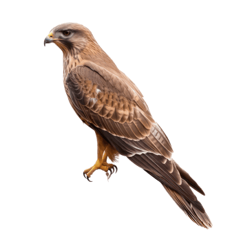 Kite bird side view full body isolate on transparent background png