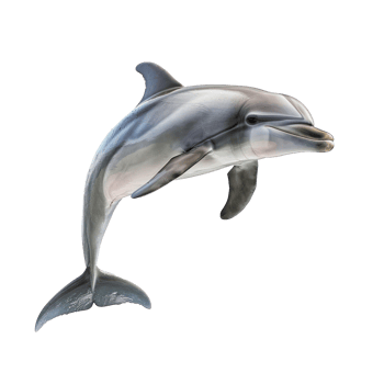 dolphin jumping on transparent background png