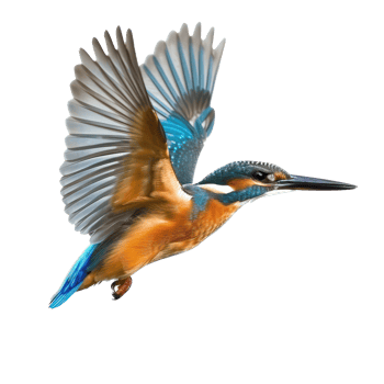 Kingfisher fly full body isolate on transparent background png